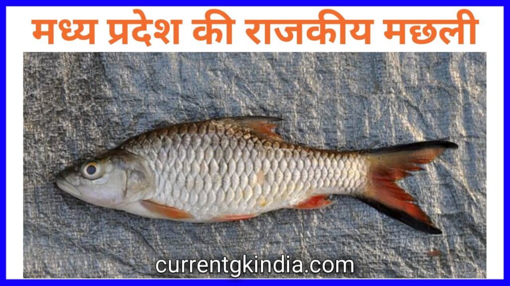 Madhya Pradesh Rajya Ki Rajkiya Machli
मध्यप्रदेश की राजकीय मछली