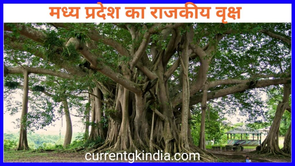 Madhya Pradesh Rajya Ka Rajkiya Vriksh
मध्य प्रदेश का राजकीय वृक्ष