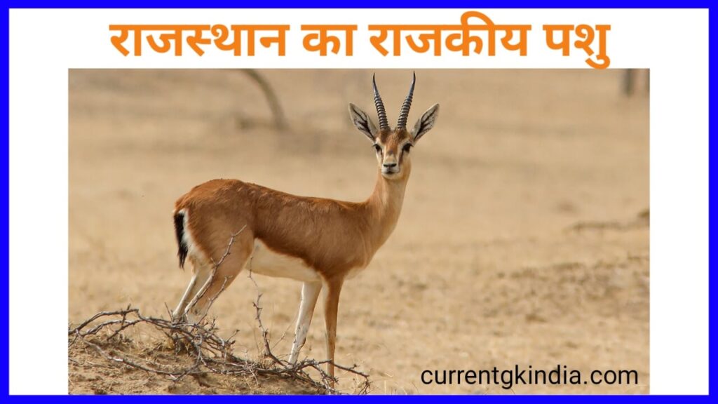 Rajasthan Ka Rajkiya Pashu
राजस्थान राज्य का राजकीय पशु
Rajasthan Ke Rajkiya Pratik Chinh