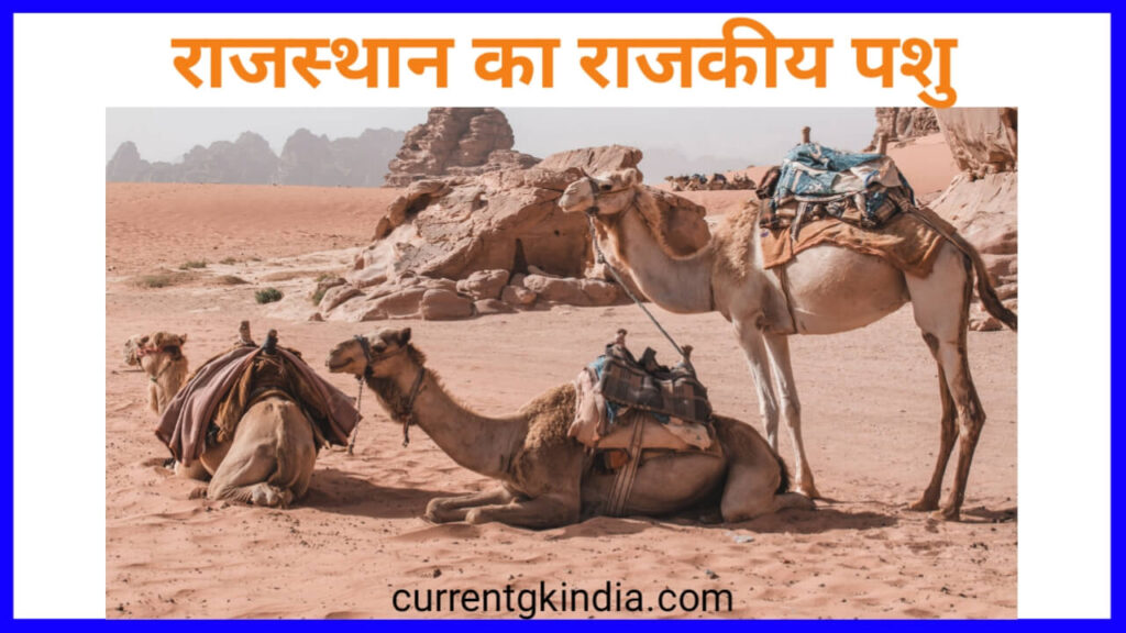 राजस्थान राज्य का राजकीय पशु
Rajasthan Ke Rajkiya Pratik Chinh