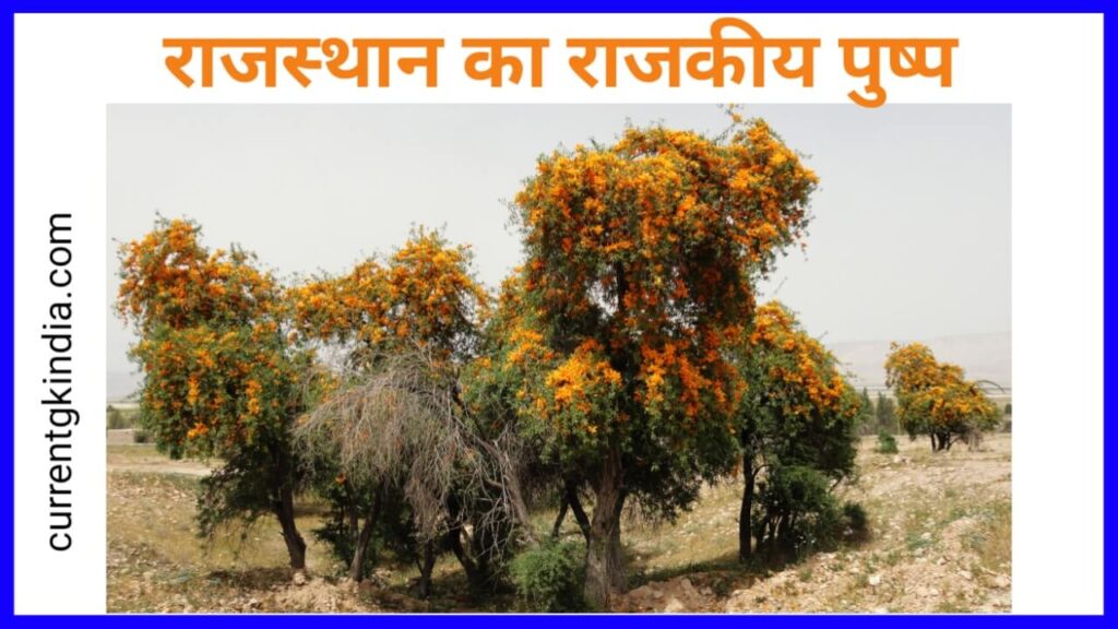 राजस्थान राज्य का राजकीय पुष्प
Rajasthan Ke Rajkiya Pratik Chinh