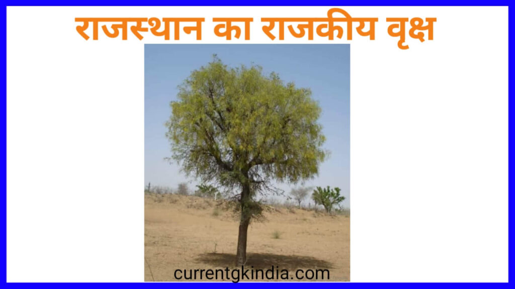 राजस्थान का राजकीय वृक्ष
Rajasthan Ke Rajkiya Pratik Chinh
