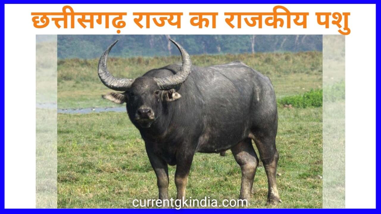 छत्तीसगढ़ का राजकीय प्रतीक चिन्ह 2026 || Chhattisgarh Ke Rajkiya Cg ...