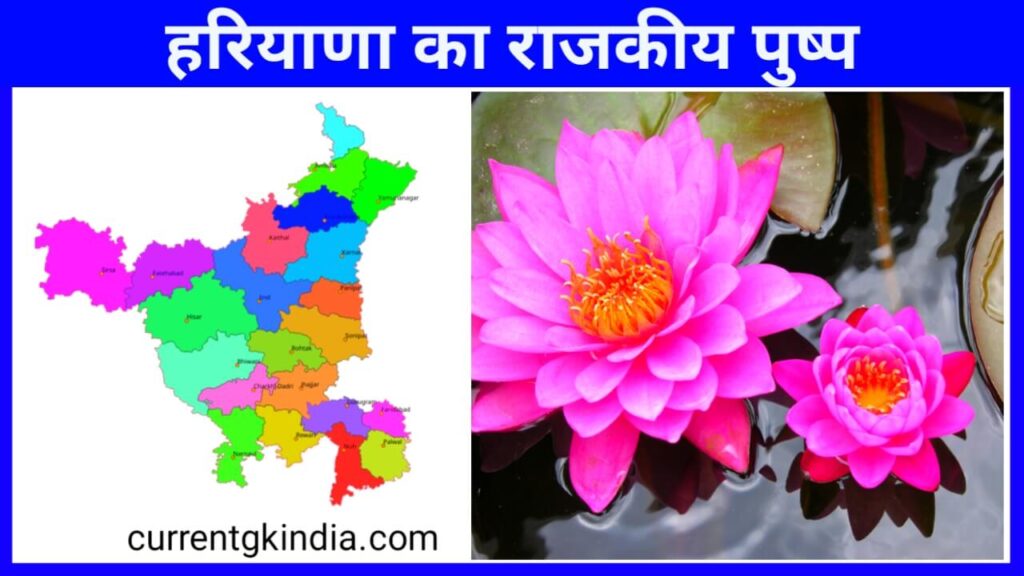 Haryana Ka Rajkiya Pushp
हरियाणा का राजकीय पुष्प
State Flower Of Haryana
