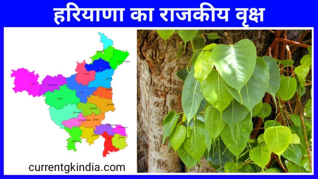Haryana Ka Rajkiya Vriksh
हरियाणा का राजकीय वृक्ष
State Tree Of Haryana