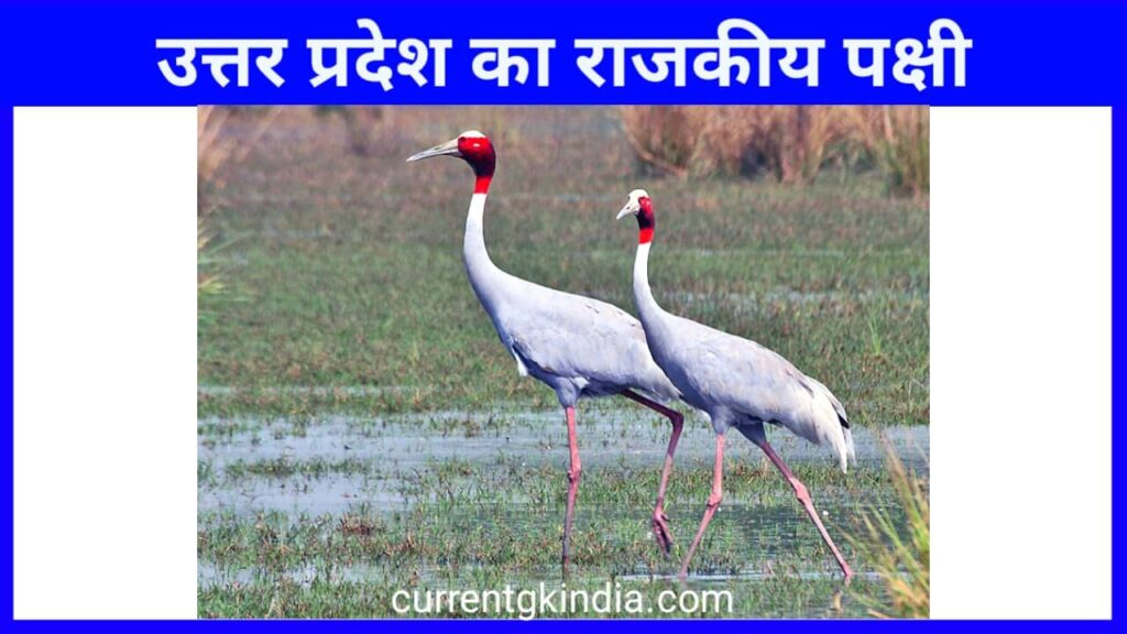 Uttar Pradesh Ka Rajkiya Pakshi
उत्तर प्रदेश का राजकीय पक्षी
State Bird Of Uttar Pradesh