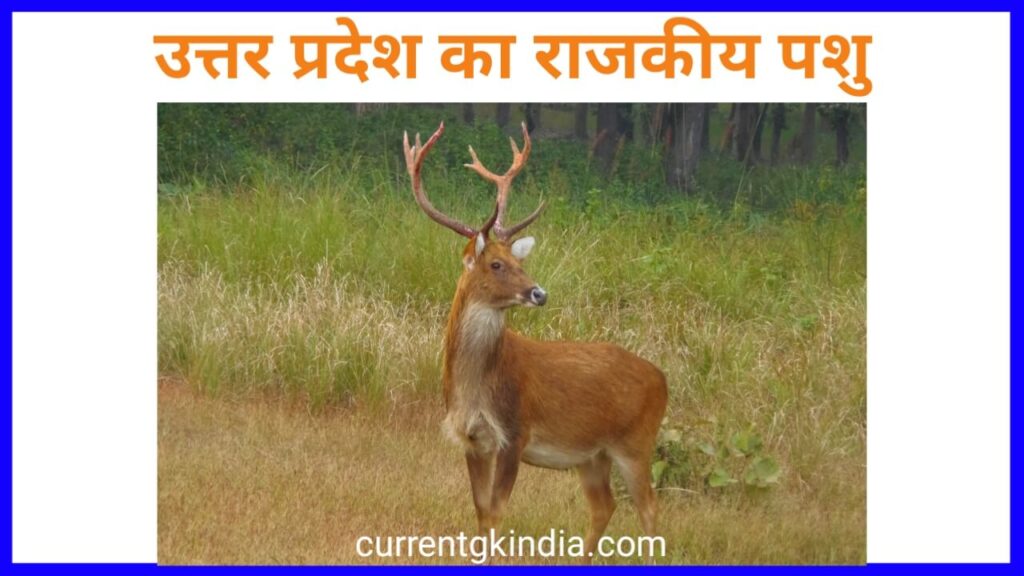 Uttar Pradesh Ka Rajkiya Pashu
उत्तर प्रदेश राज्य का राजकीय पशु
State Animal Of Uttar Pradesh