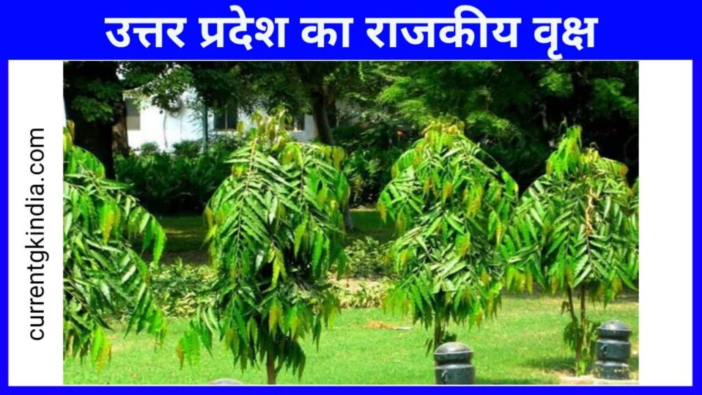 Uttar Pradesh Ka Rajkiya Vriksh
उत्तर प्रदेश का राजकीय वृक्ष
State Tree Of Uttar Pradesh