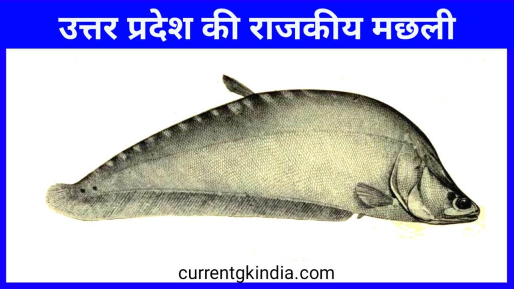 Uttar Pradesh Ki Rajkiya Machli
उत्तर प्रदेश की राजकीय मछली
State Fish Of Uttar Pradesh