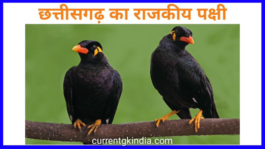 छत्तीसगढ़ का राजकीय पक्षी || chhattisgarh ka rajkiya pakshi || state bird of chhattisgarh