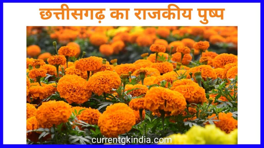 छत्तीसगढ़ का राजकीय पुष्प || chhattisgarh ka rajkiya pushp || state flower of chhattisgarh