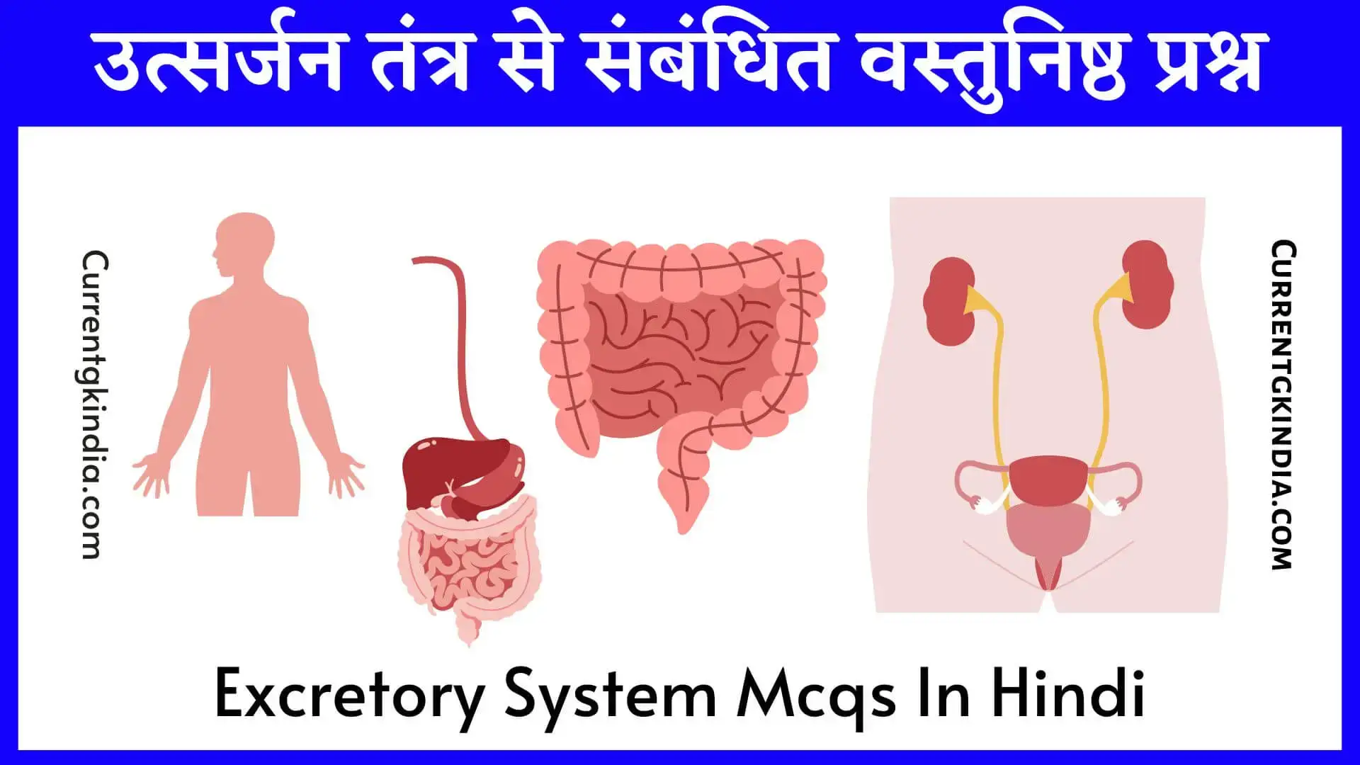 Excretory System Mcqs In Hindi उत्सर्जन तंत्र से संबंधित वस्तुनिष्ठ प्रश्न