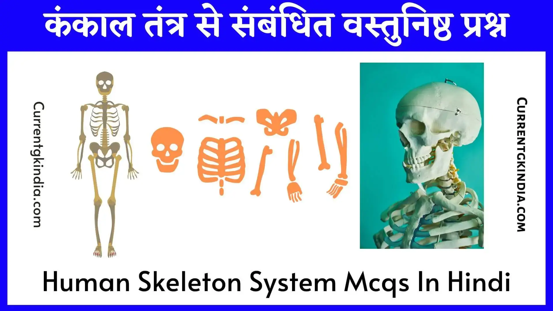 Human Skeleton System Mcqs In Hindi कंकाल तंत्र से संबंधित वस्तुनिष्ठ प्रश्न