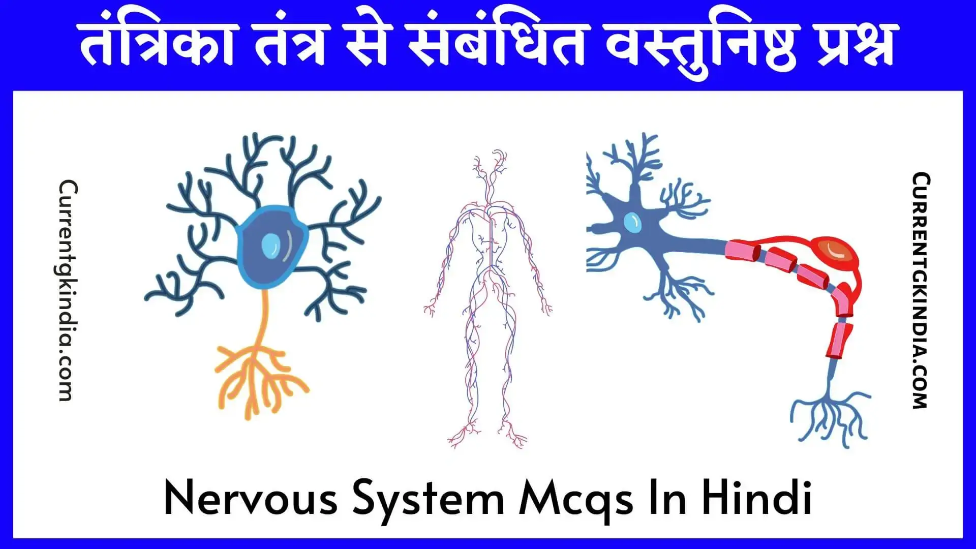 तंत्रिका तंत्र से संबंधित वस्तुनिष्ठ प्रश्न Nervous System Mcqs In Hindi