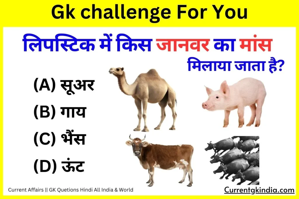 Lipistic janwar Interesting Gk Question
लिपस्टिक में किस जानवर का मांस मिलाया जाता है?